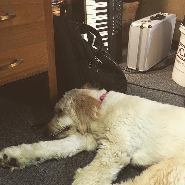 Sleepy studio pup. #goldendoodle