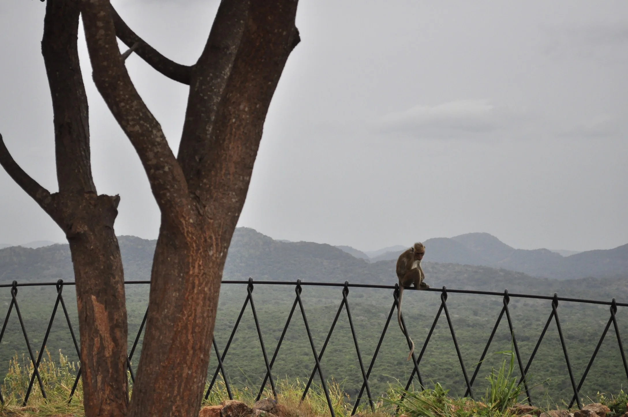 A resident of Sigirya.
