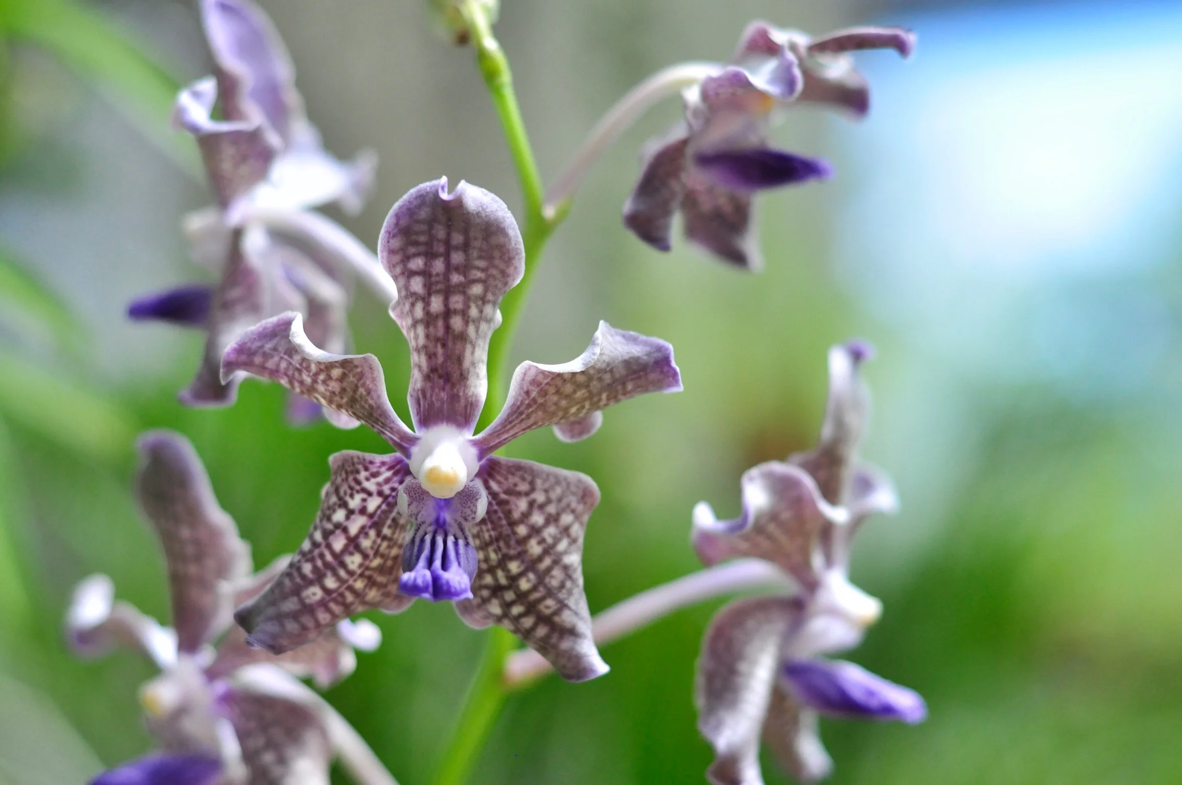 An orchid at the Royal Botanical Gardens