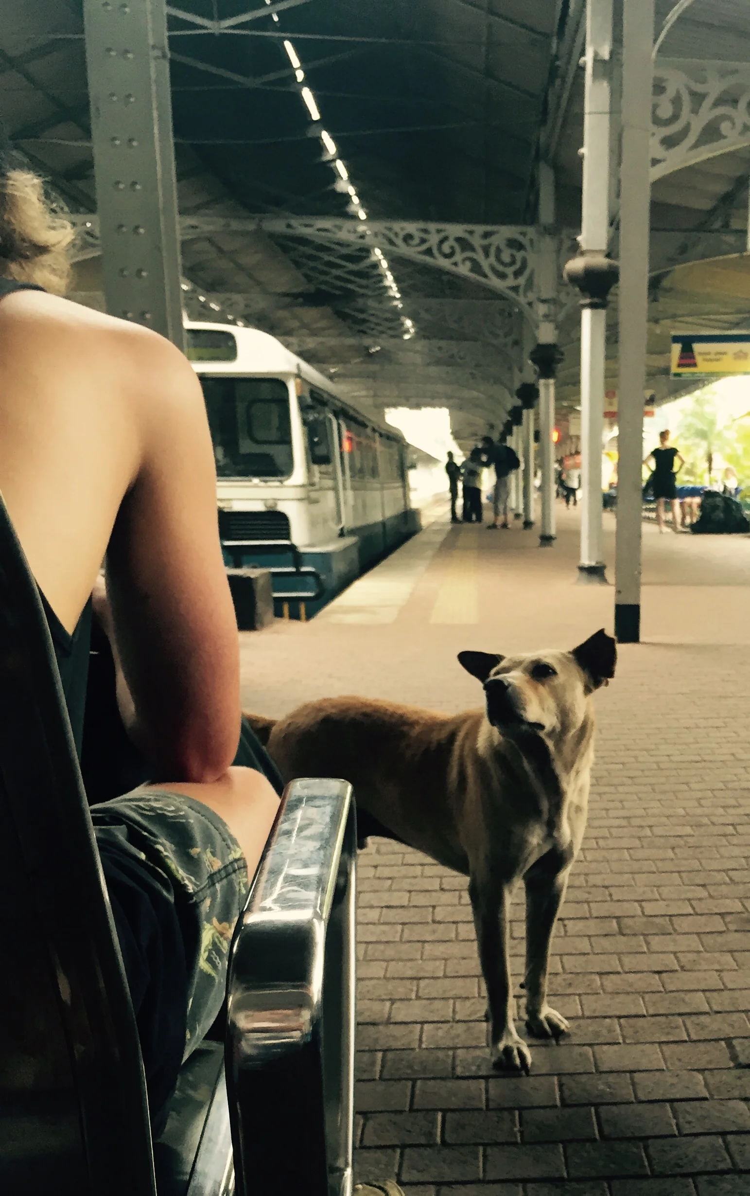 Train station brown dog.