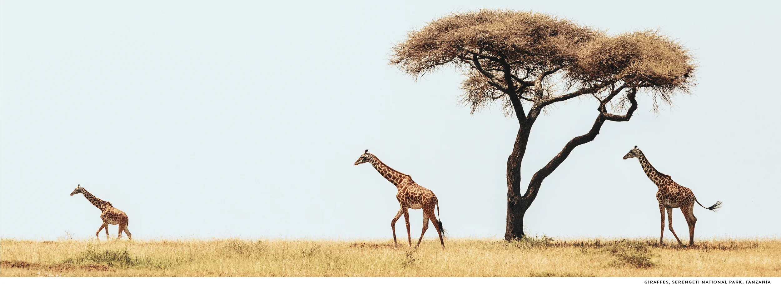 AFRICABook59.jpg