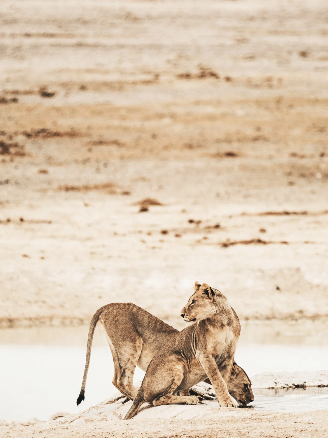 CallieGiovanna_Africa_Namibia_EtoshaNationalPark_20150101_01741.jpg