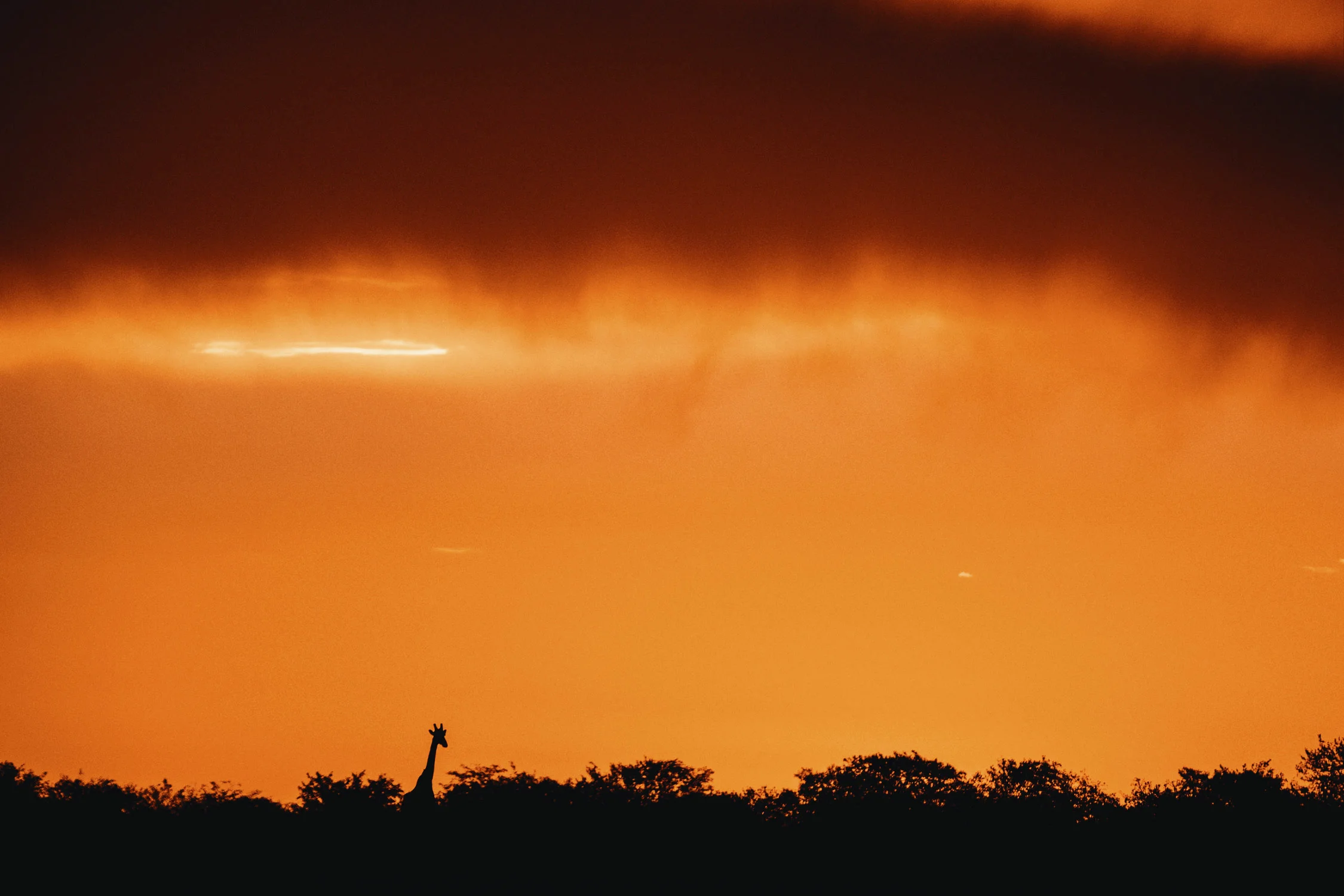 CallieGiovanna_Africa_Namibia_EtoshaNationalPark_20150101_01824.jpg