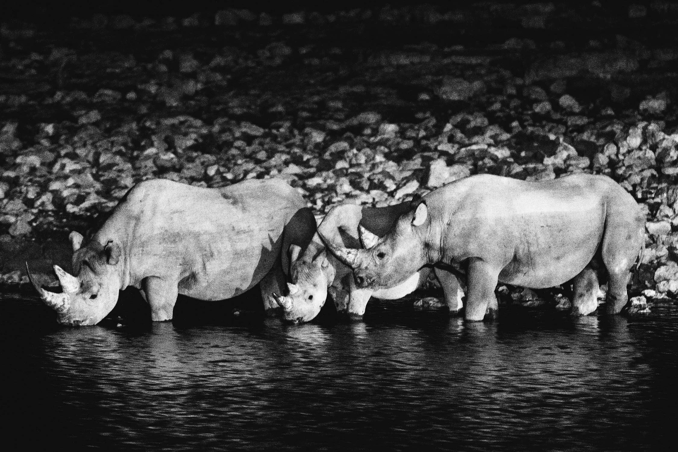 CallieGiovanna_Africa_Namibia_EtoshaNationalPark_20150101_01942.jpg
