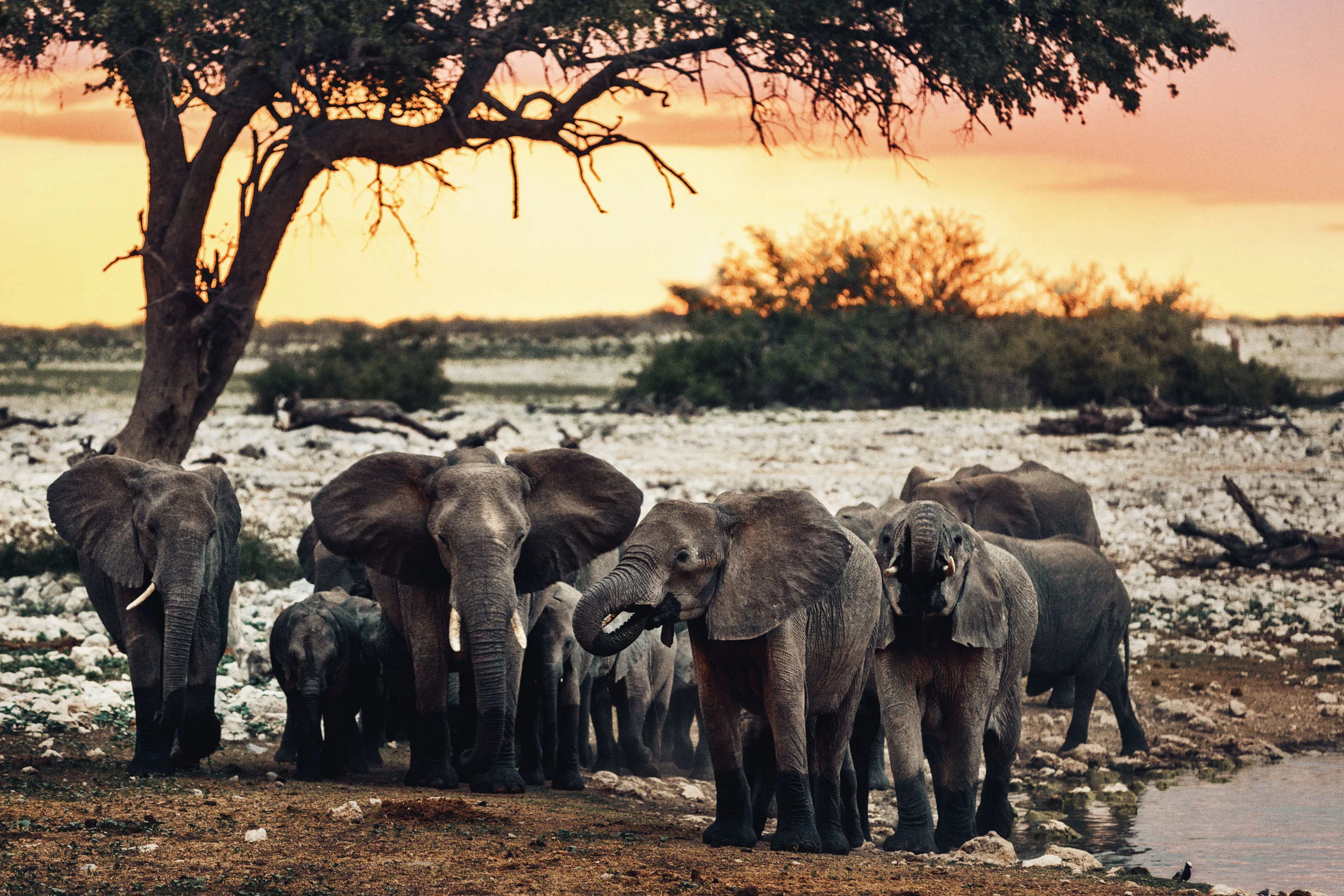 CallieGiovanna_Africa_Namibia_EtoshaNationalPark_20150101_02748.jpg