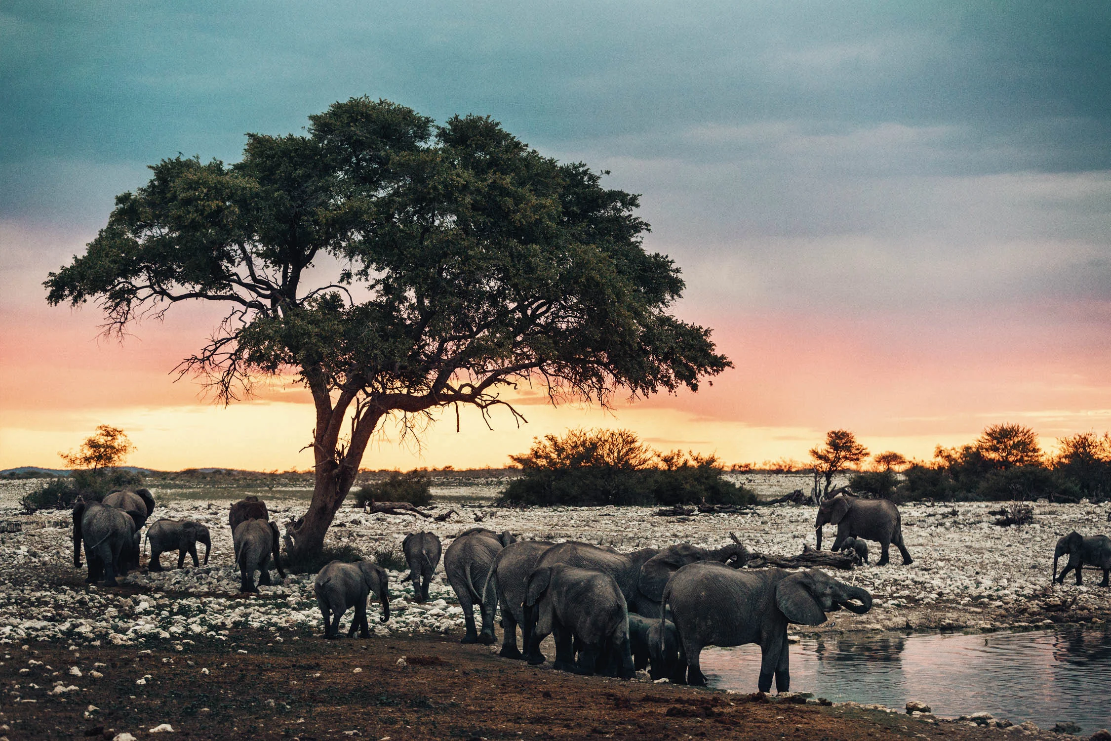 CallieGiovanna_Africa_Namibia_EtoshaNationalPark_20150101_02766.jpg