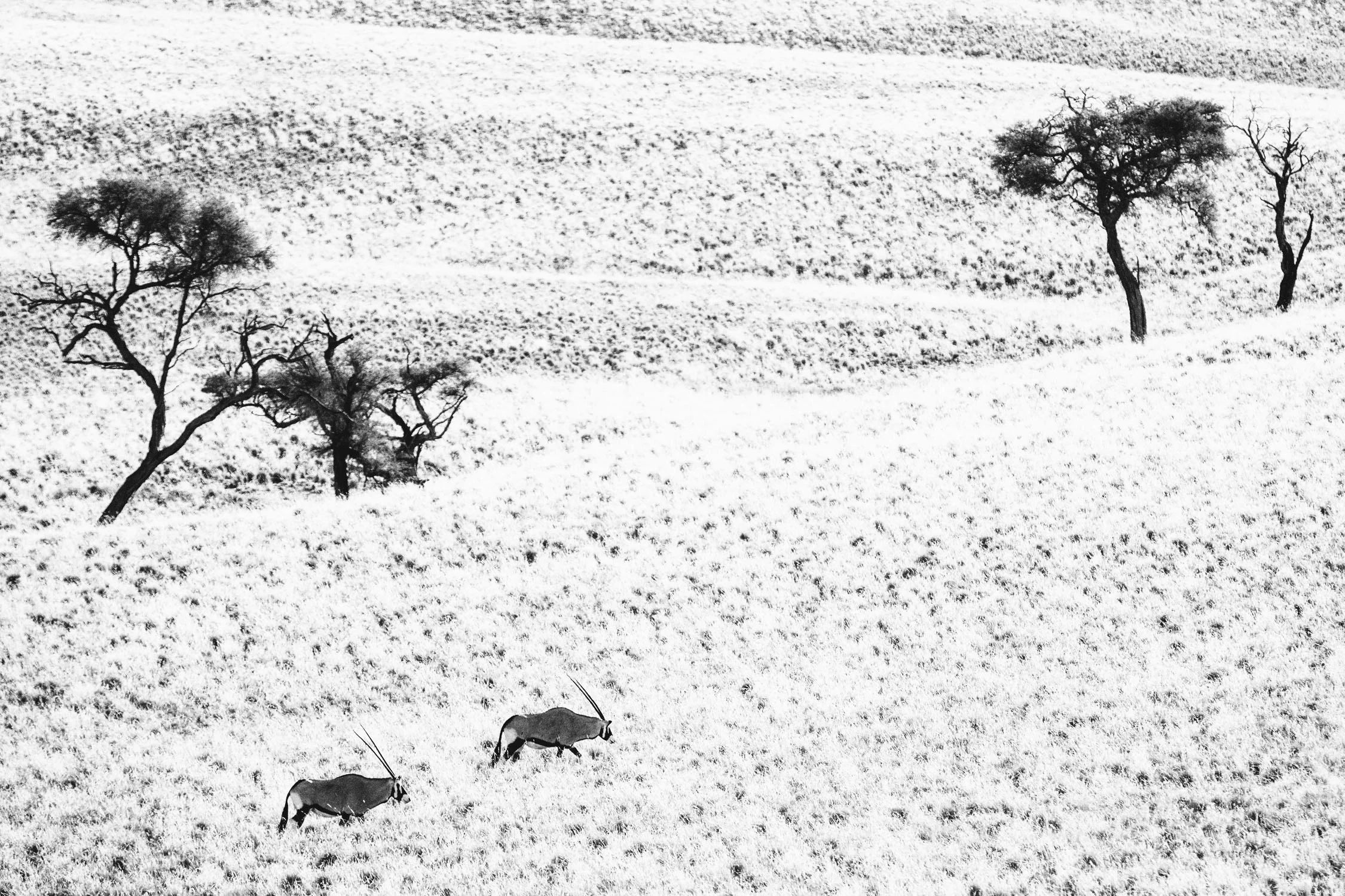 CallieGiovanna_Africa_Namibia_NamibDesert_20150101_00722.jpg