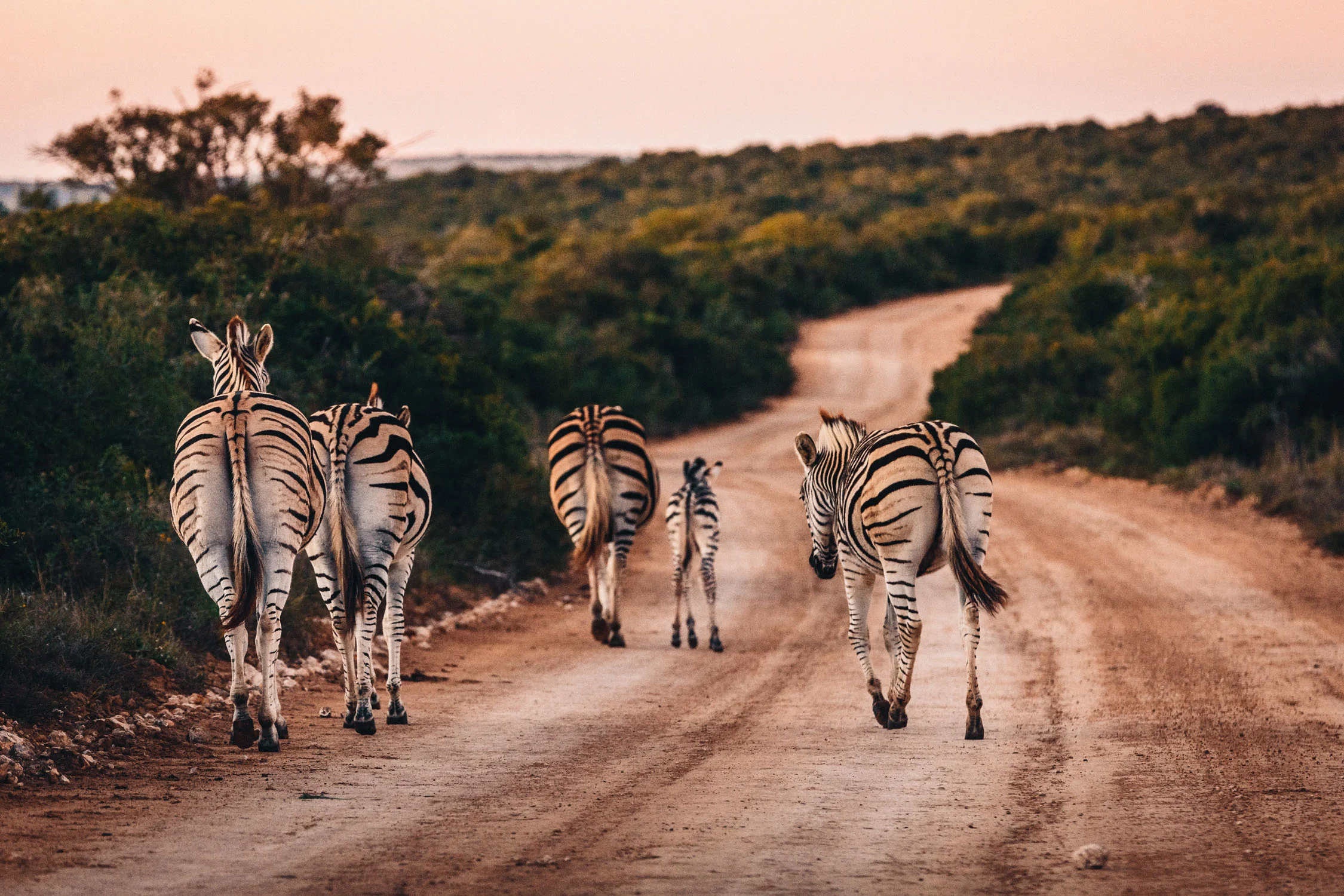 CallieGiovanna_Africa_SouthAfrica_AddoElephantPark_20150701_2414.jpg