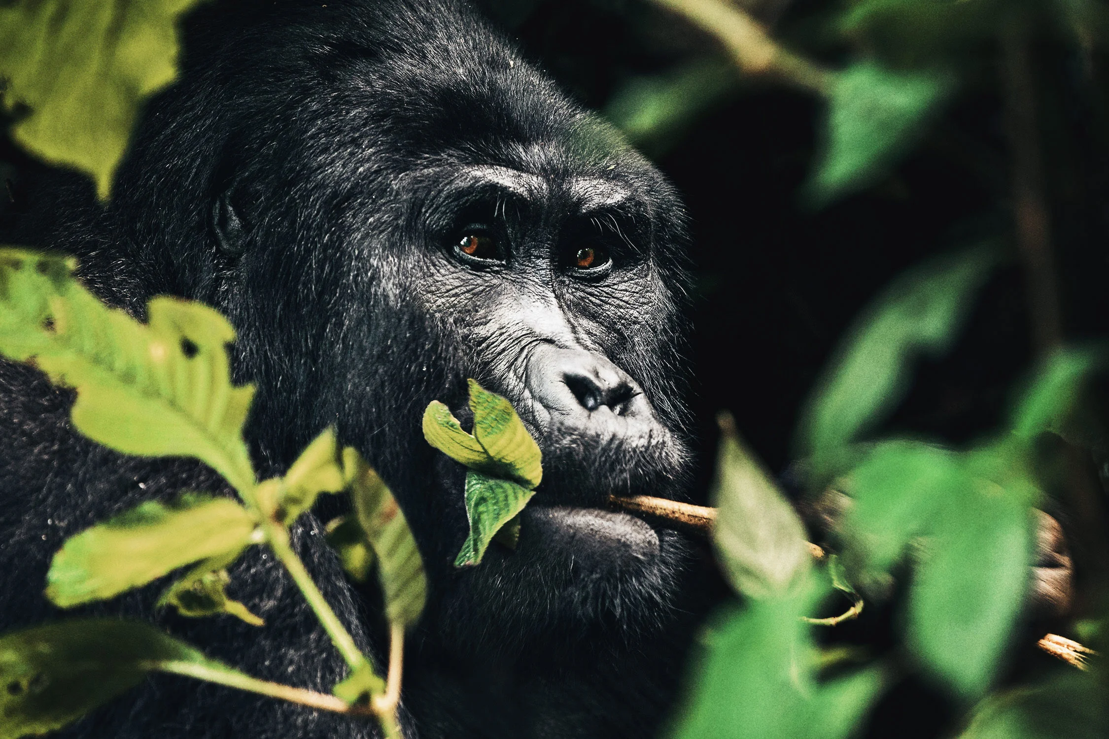 CallieGiovanna_Africa_Uganda_BwindiImpenetrableForest_20150101_09578.jpg