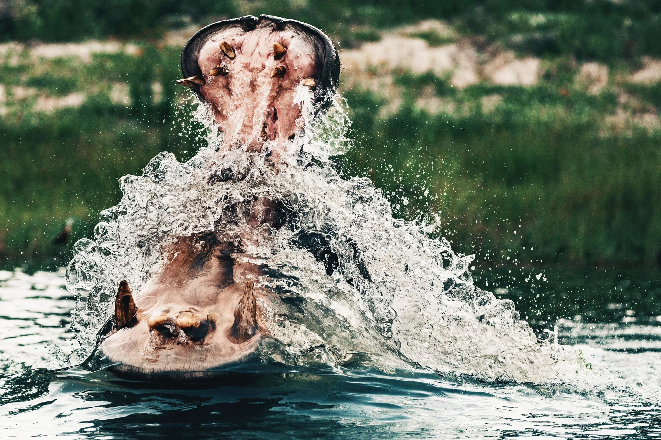 CallieGiovanna_Africa_Botswana_ChobeRiver_20150101_04395.jpg
