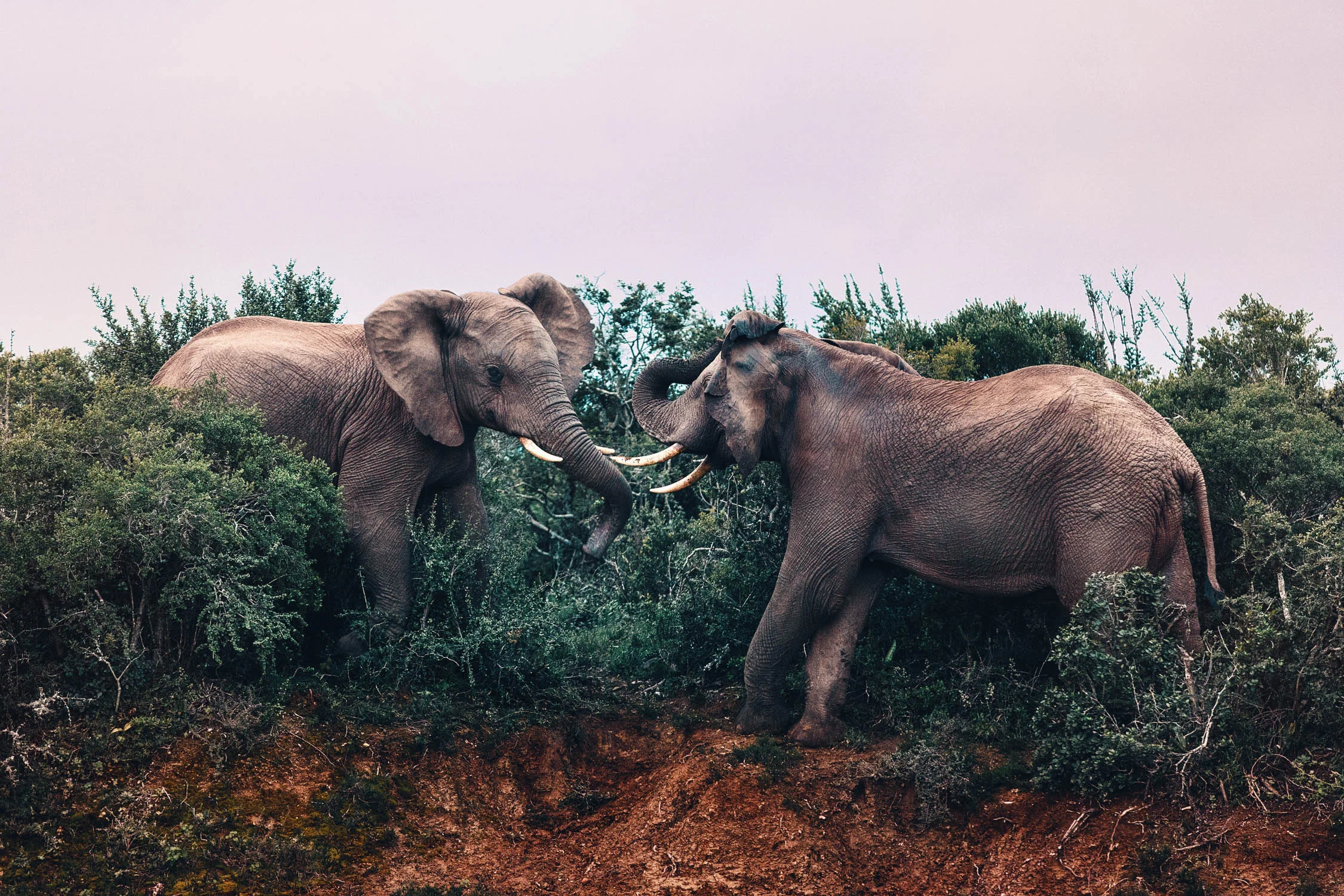 CallieGiovanna_Africa_SouthAfrica_AddoElephantPark_20150701_2370.jpg