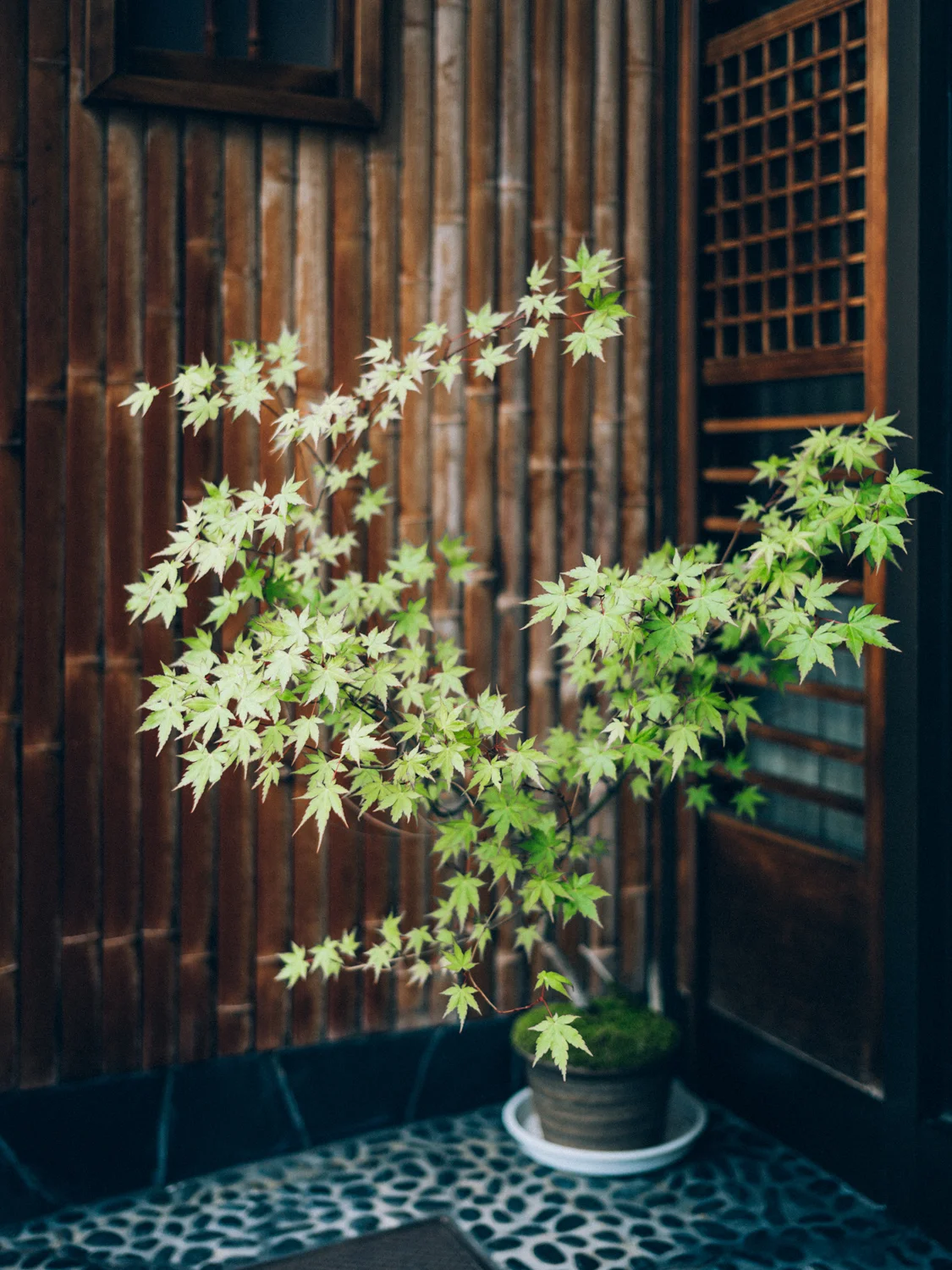 Japanese Maple