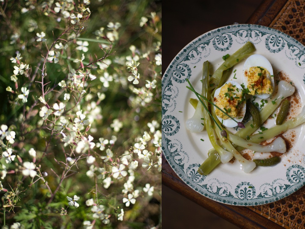 Mimosa eggs.jpg