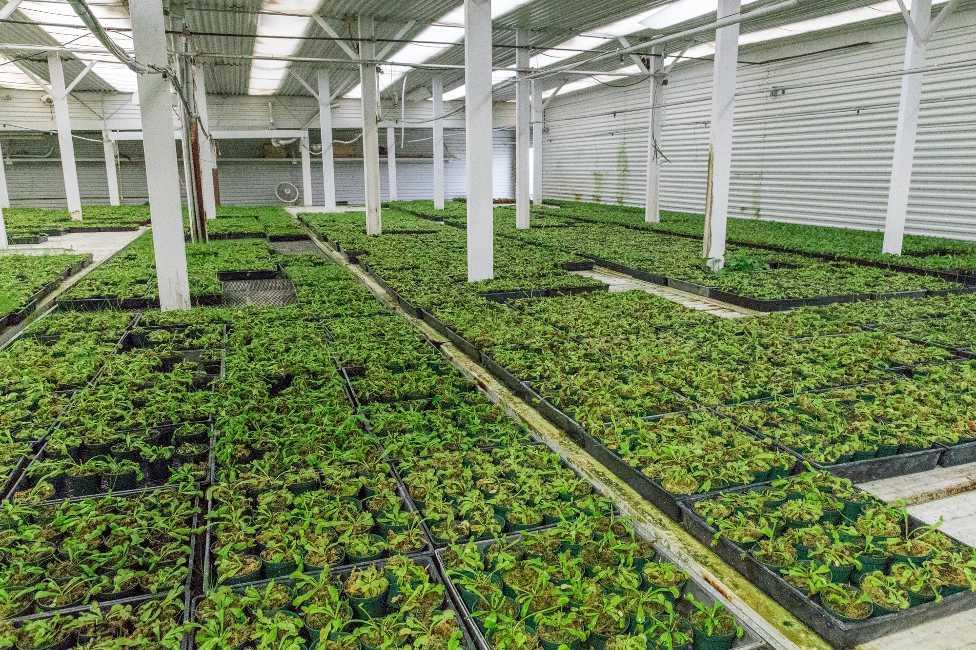 Venus Fly Traps in grow room, Gubler Orchids