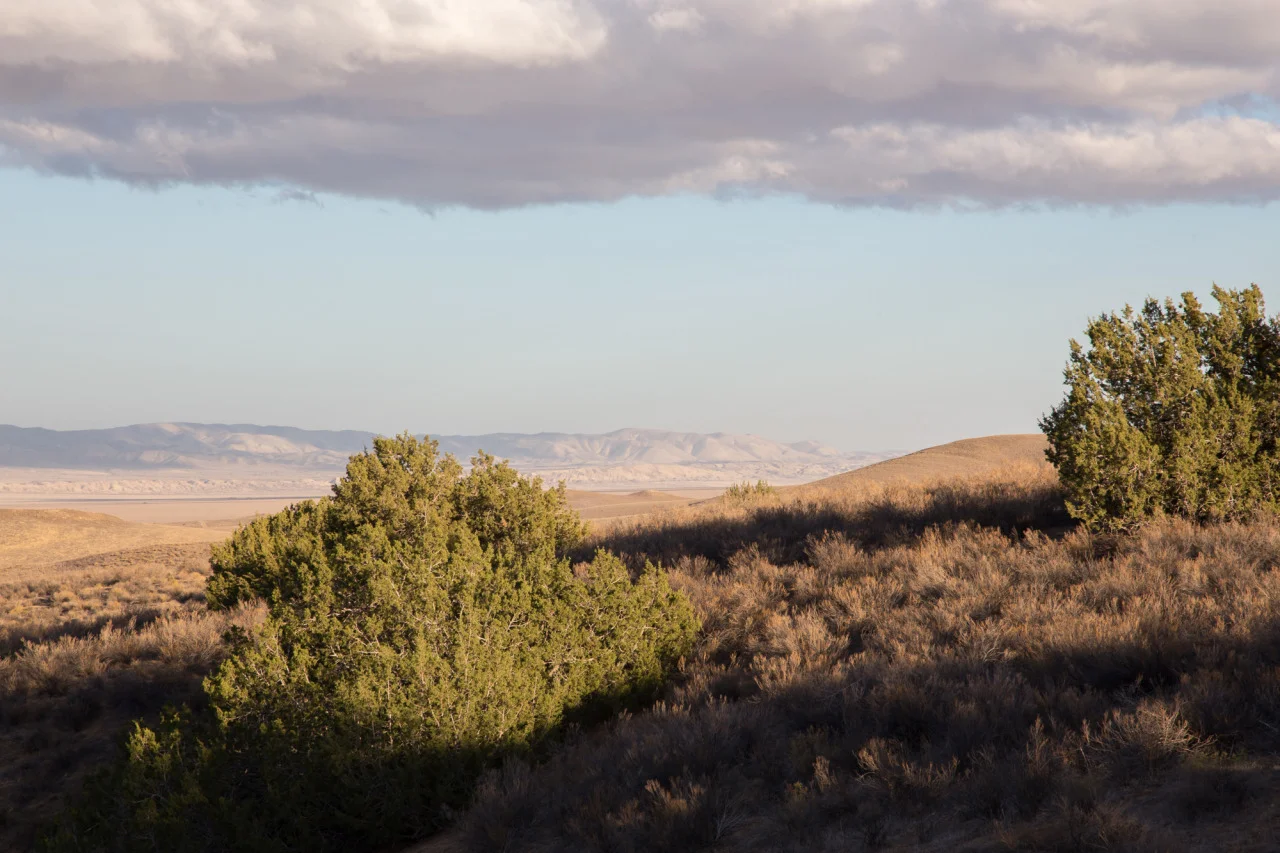 The Cairizo Plain, California