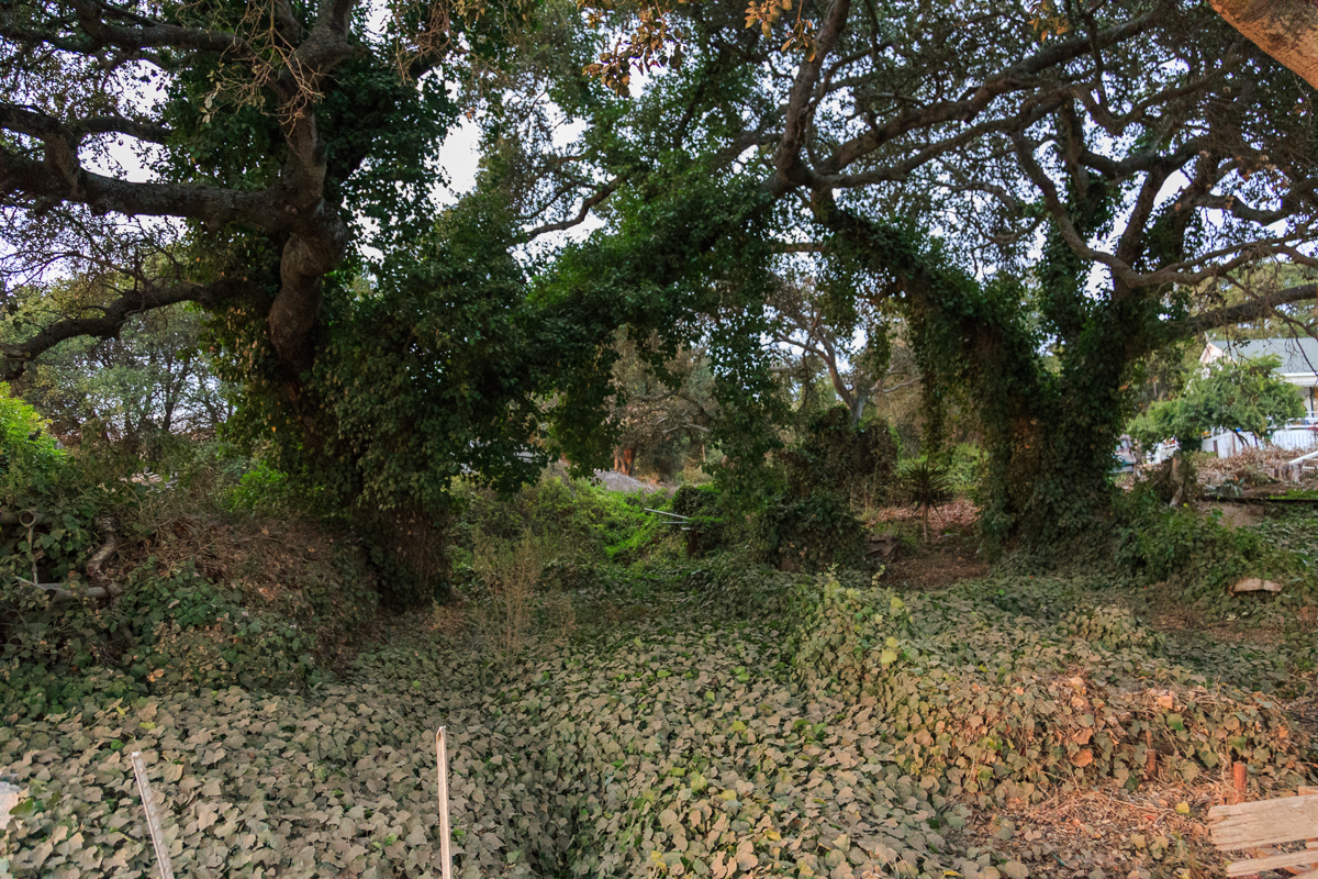 Old oaks in a ditch, Watsonville CA