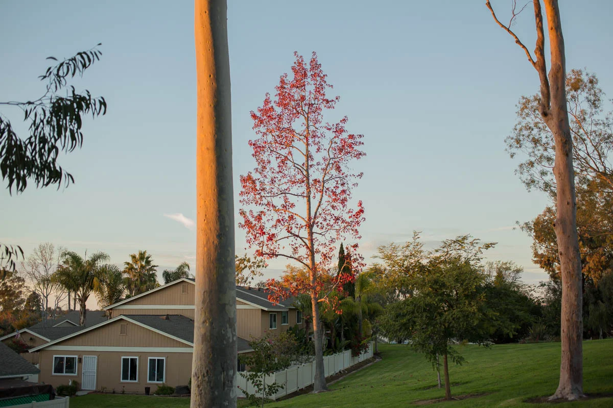Village Park, Encinitas CA 
