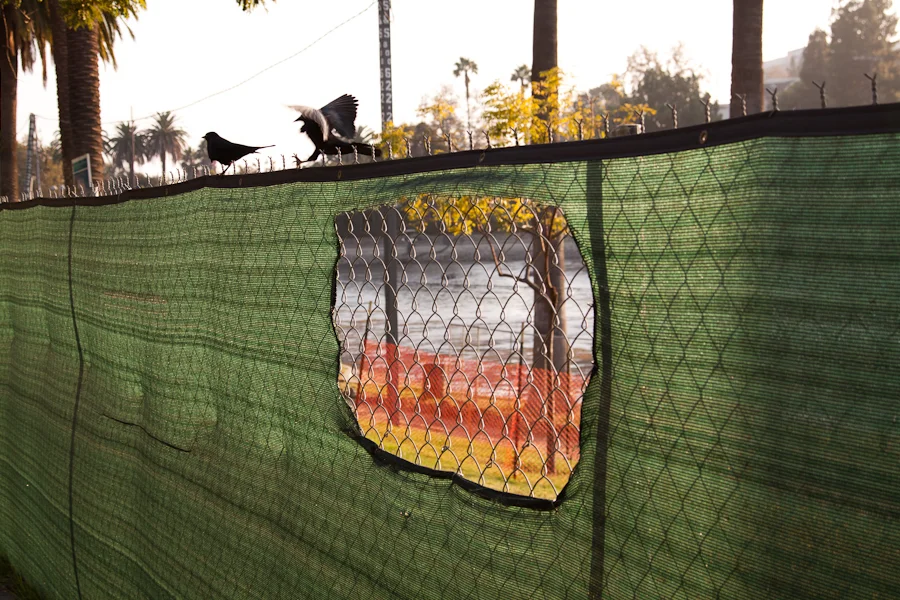 Black Birds on green fence