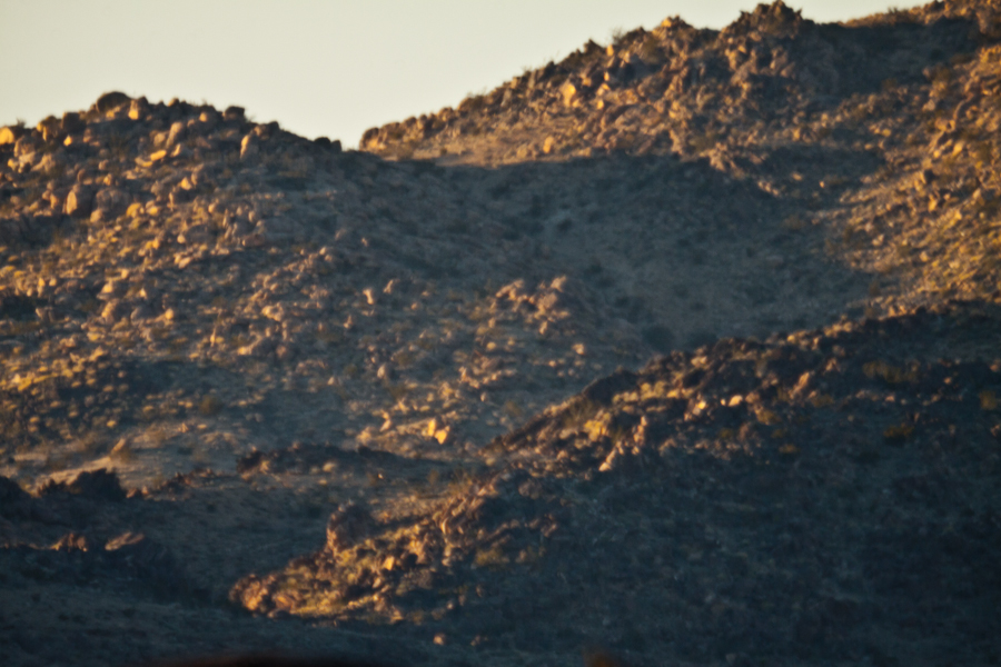 Joshua Tree / Pioneer Town