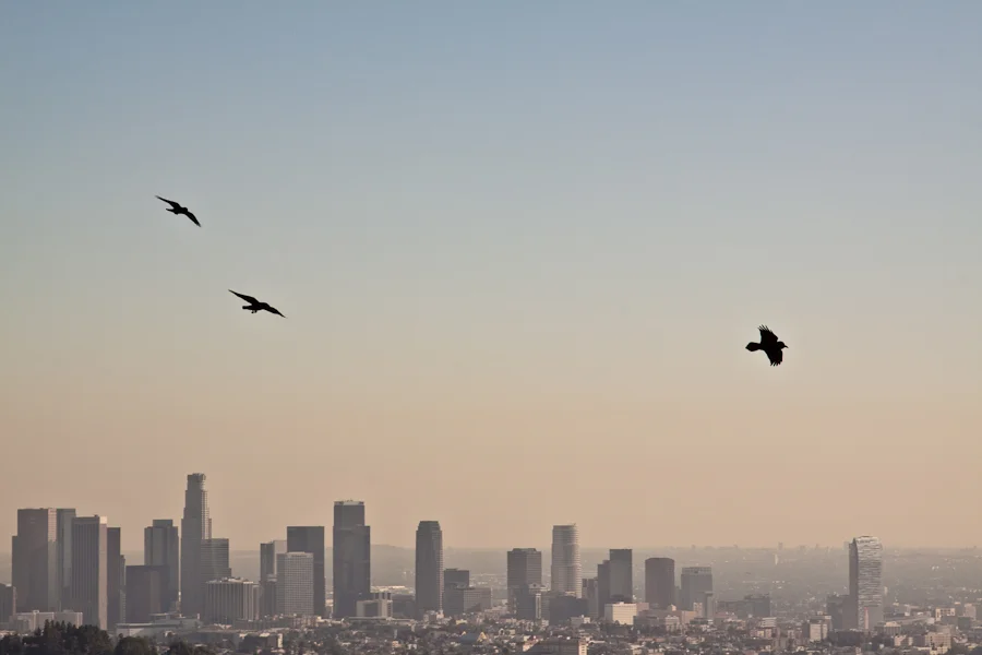 Happy New Years - Los Angeles 2011