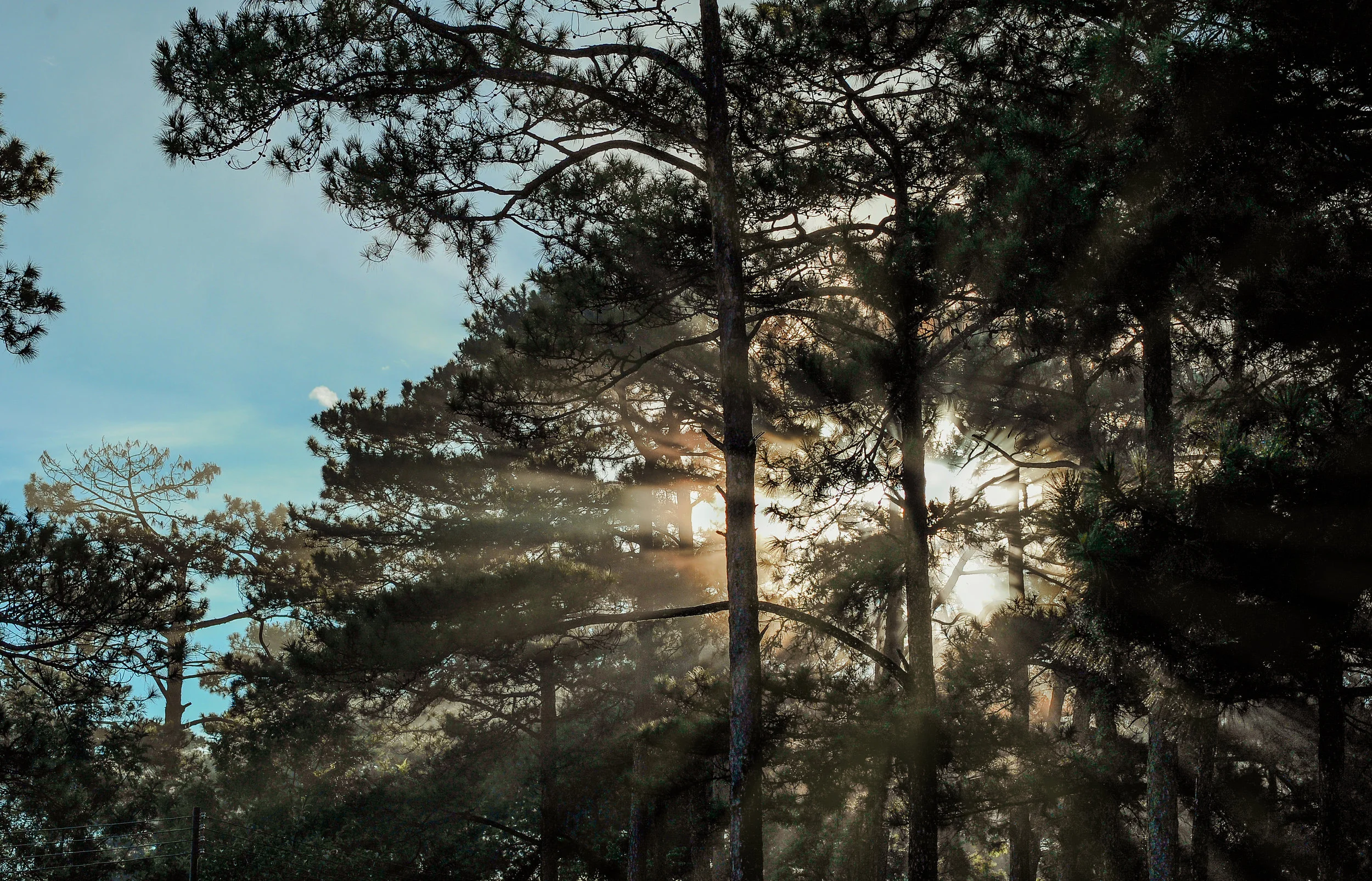 branches-clouds-dawn-daylight-environment-forest-1419005-pxhere.com.jpg