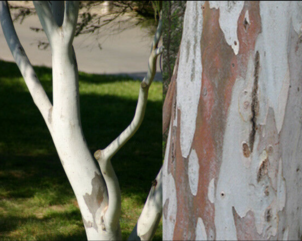 4_WallangarraWhiteGum.png