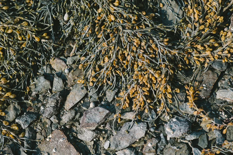 DSC_4343.jpg