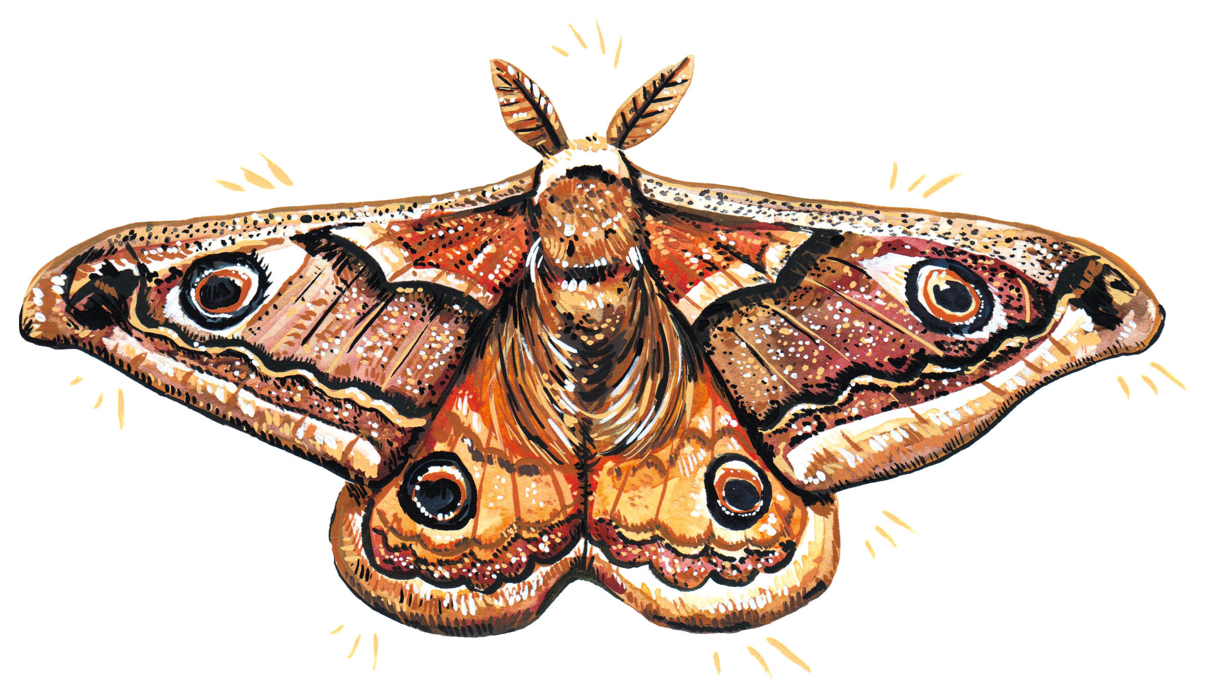 Moths 1.jpg