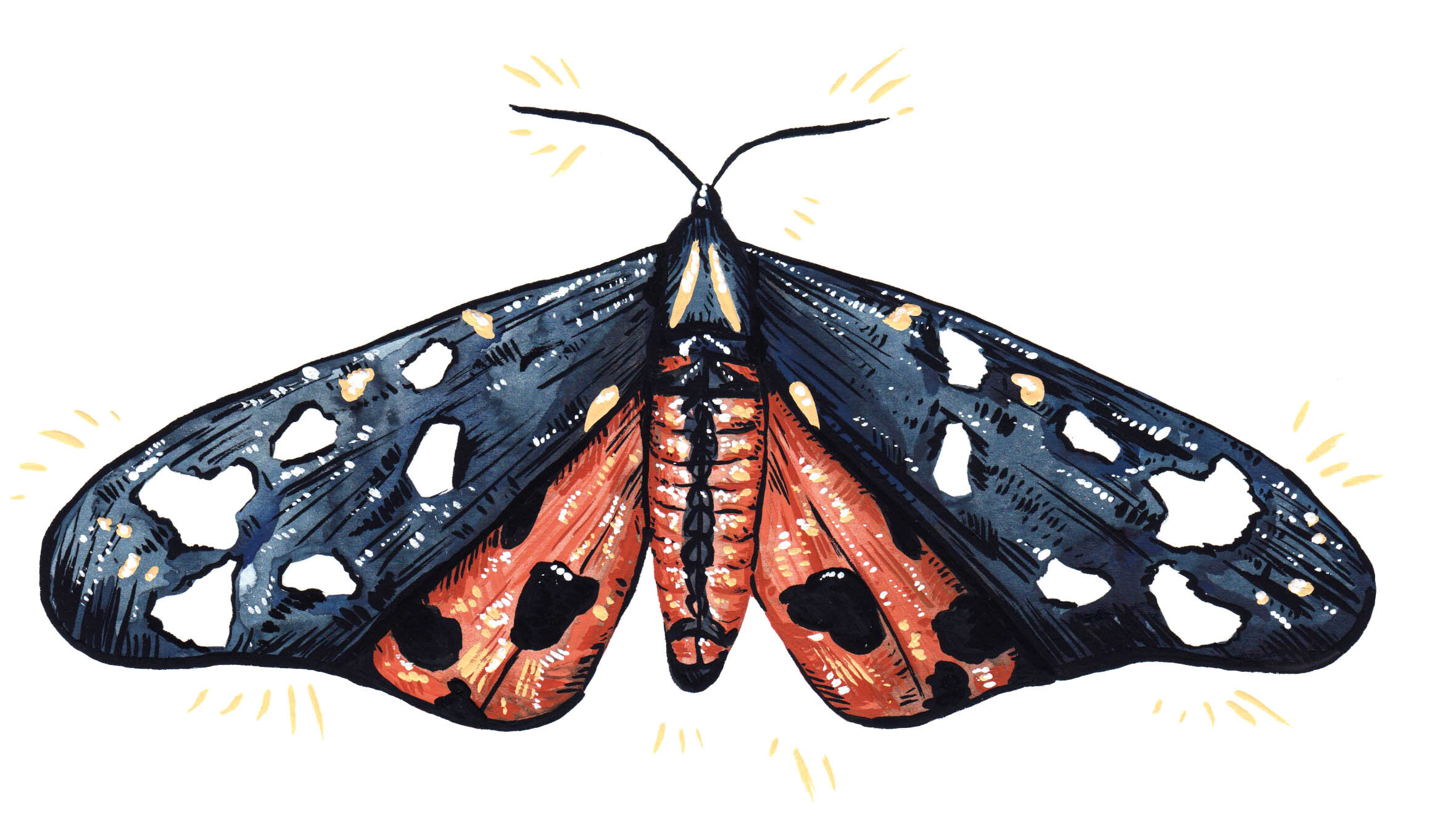 Moths 3.jpg