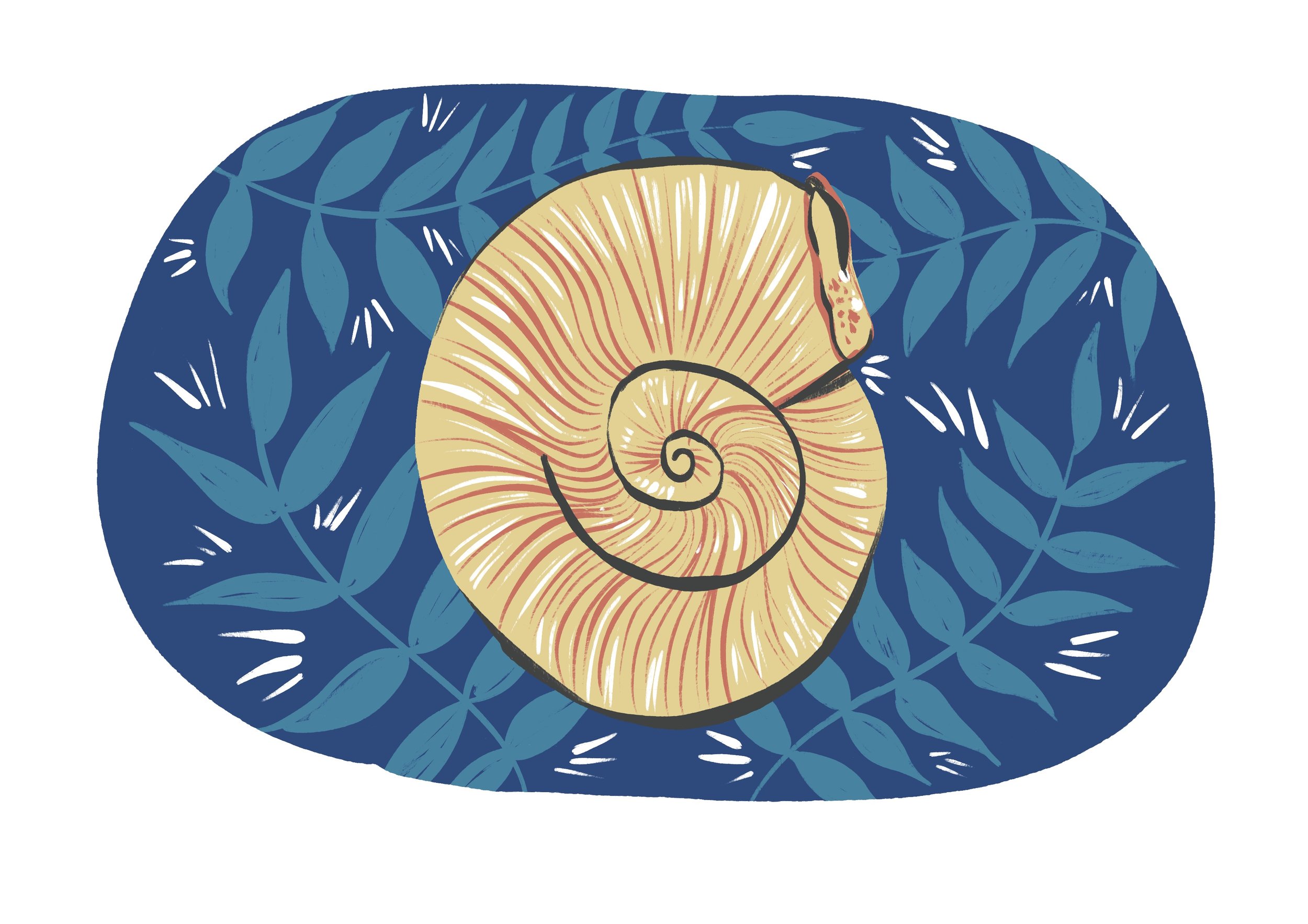 Ammonite.jpg