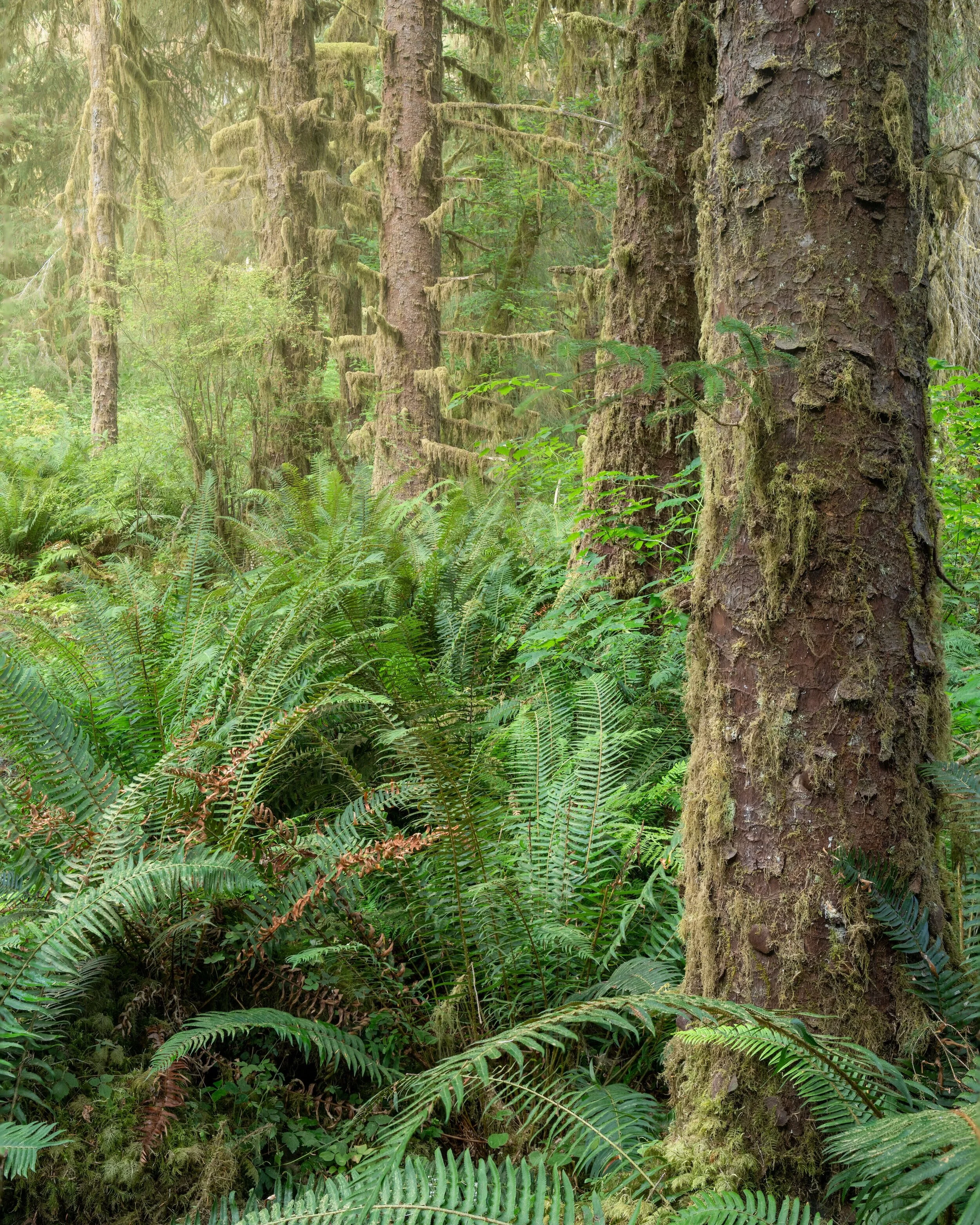 hoh-river+copy.jpg