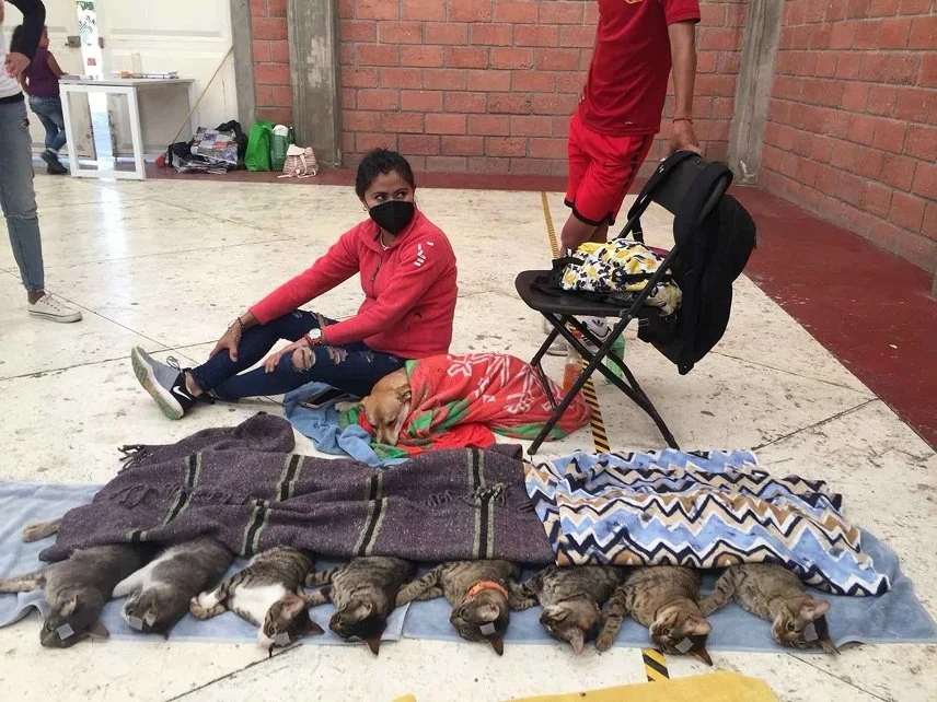 Eight kittens and a dog next to their guardian recovering post surgery under blankets to keep their body temperature warm. Honey is applied to the animals gums to help then come out of the anesthetic