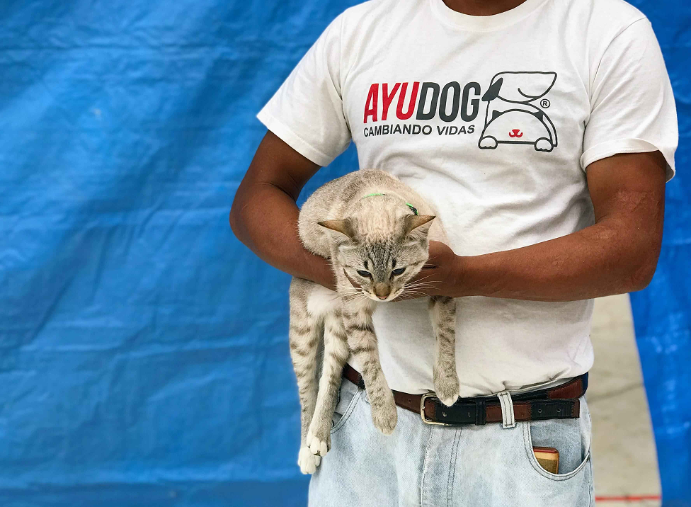 Ayudog Outcomes Campaign Volunteer  Moves a Cat to Surgery