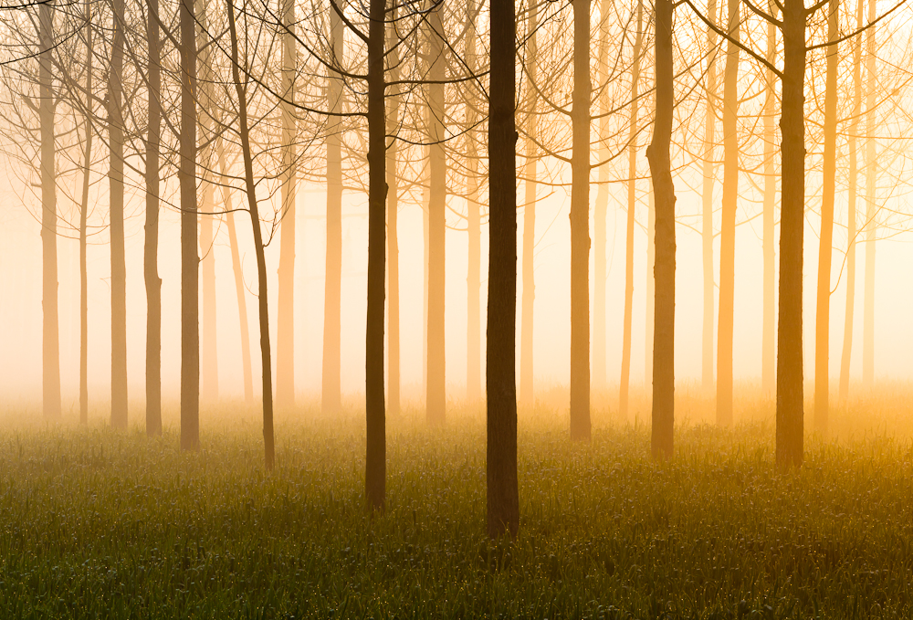 Fog in India