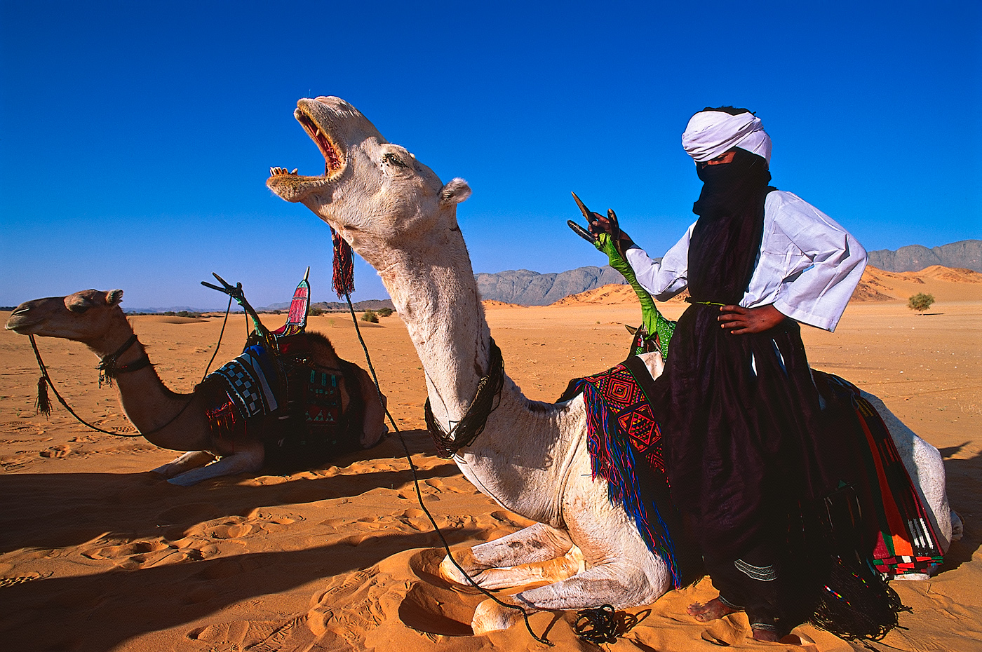 Tuareg & Camel