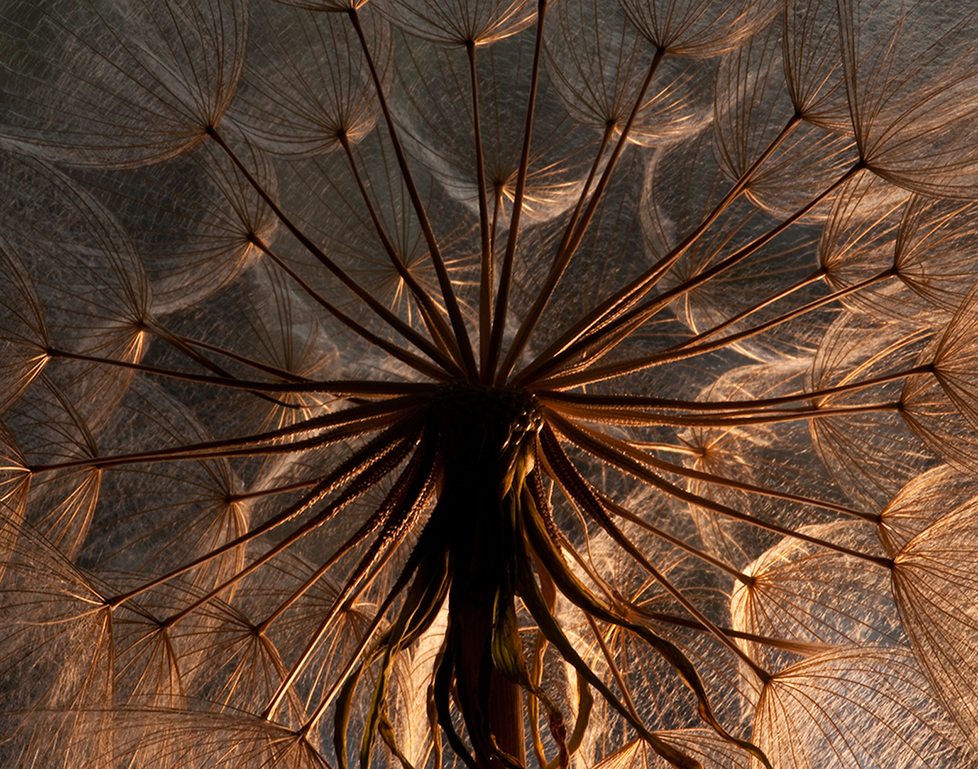 Delicate Umbrellas