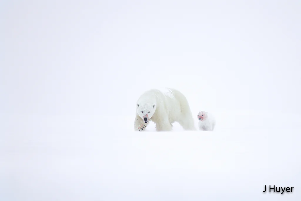 Into the Blizzard by Jonathan Huyer