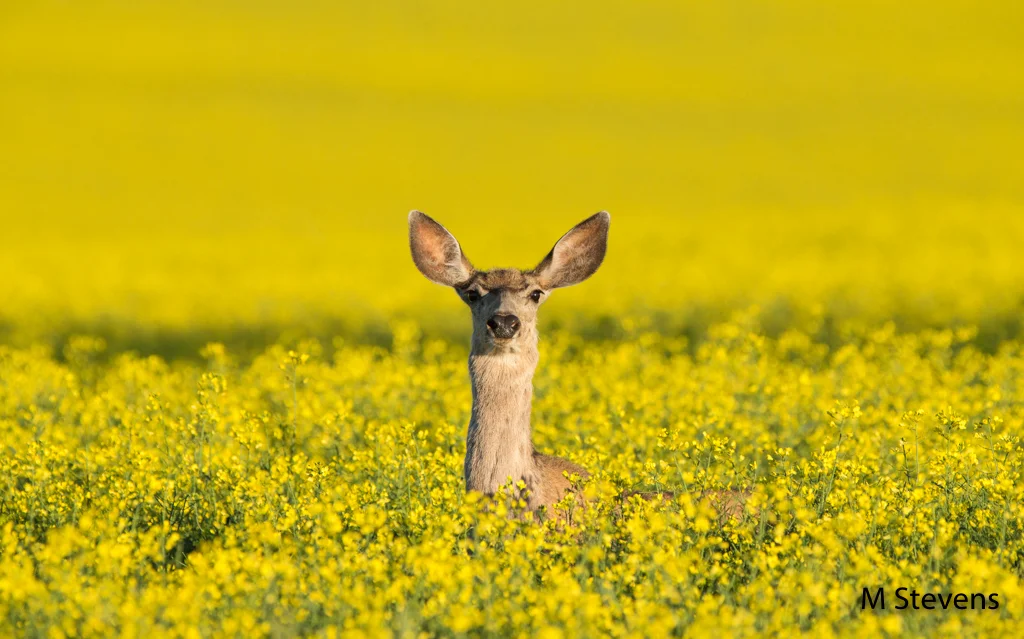 Up Periscope by Mark Stevens