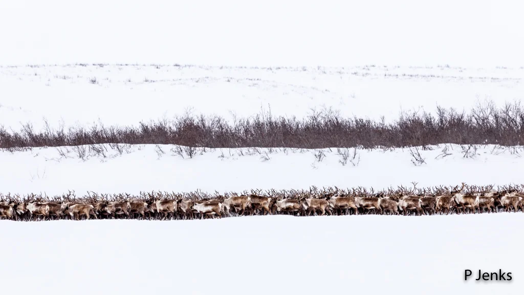 Spring Migration by Pam Jenks