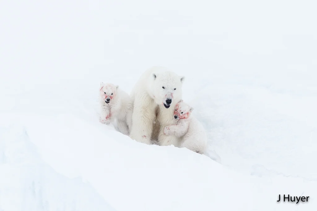 Messy Eaters by Jonathan Huyer
