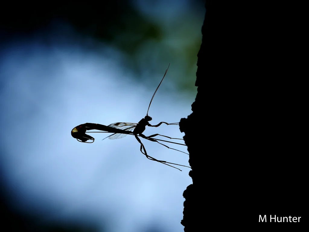 Megarhyssa Wasp by Michael Hunter