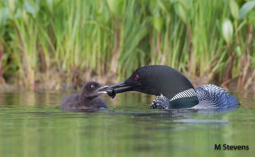 Feeding Time by Mark Stevens