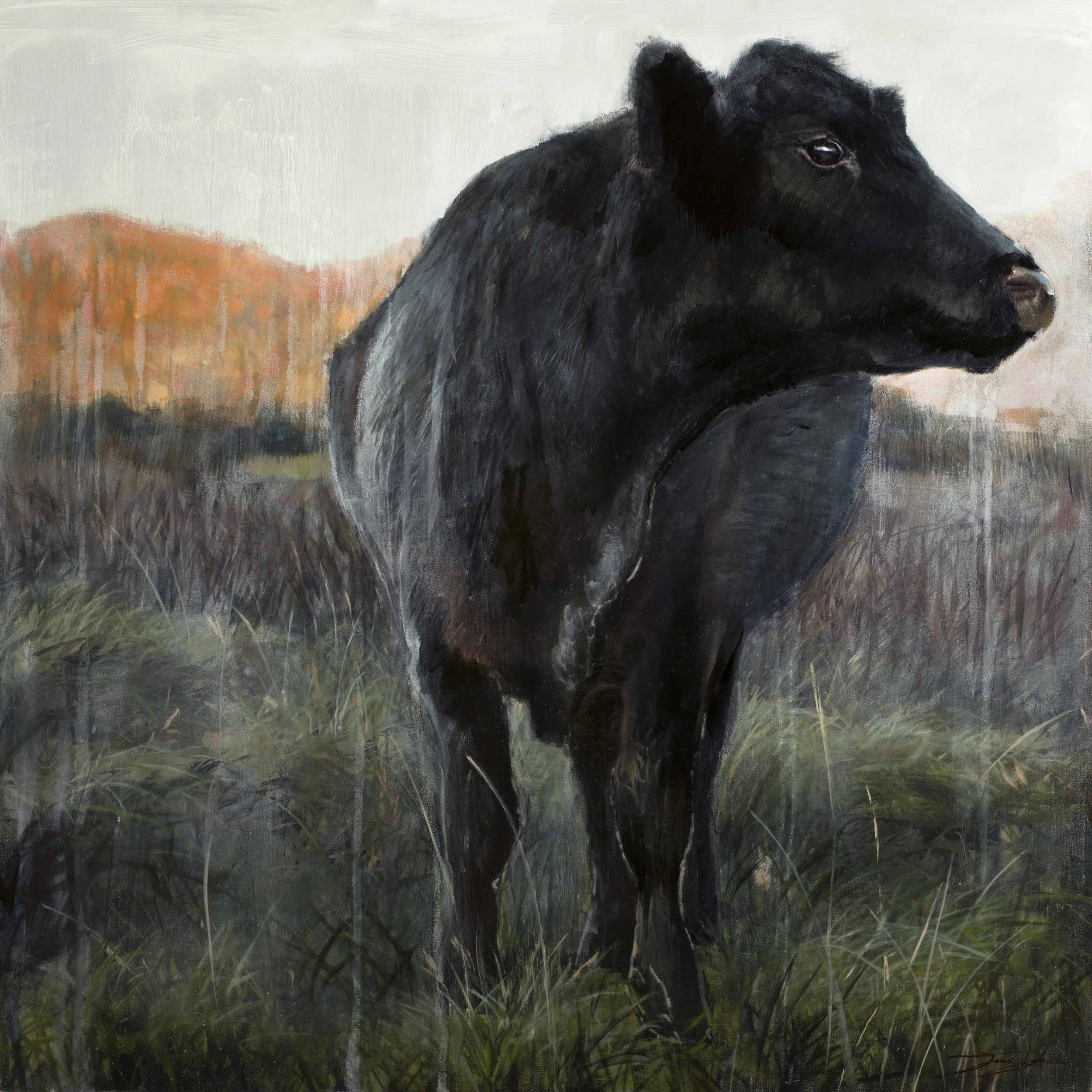 "Autumn Angus" 24"x24" oil on panel SOLD