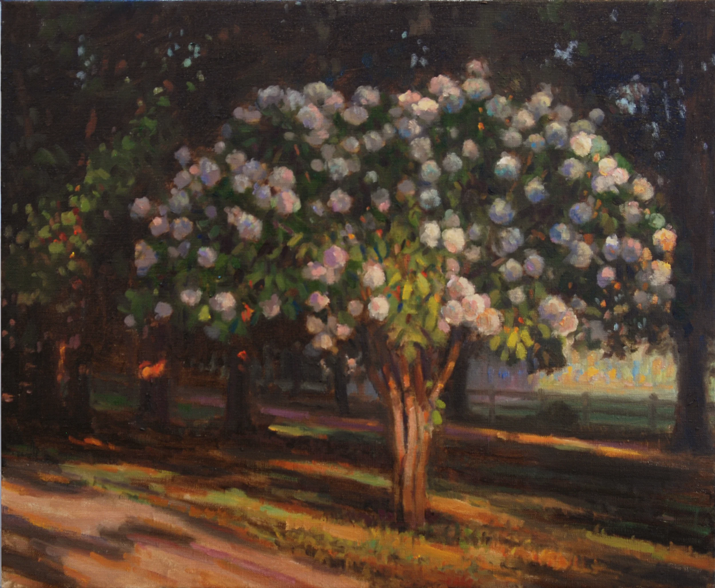 Hydrangea Tree, Oil on linen, 24x20 inches.