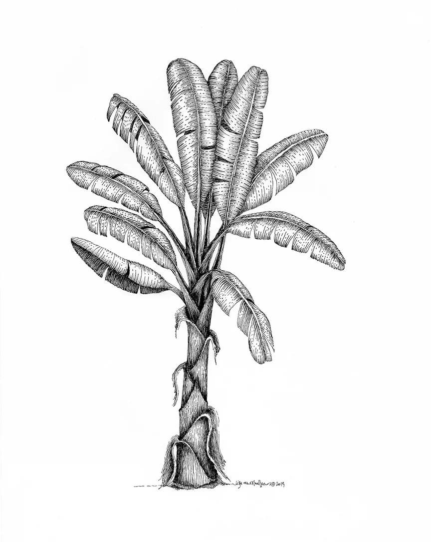 Banana tree low res.jpg