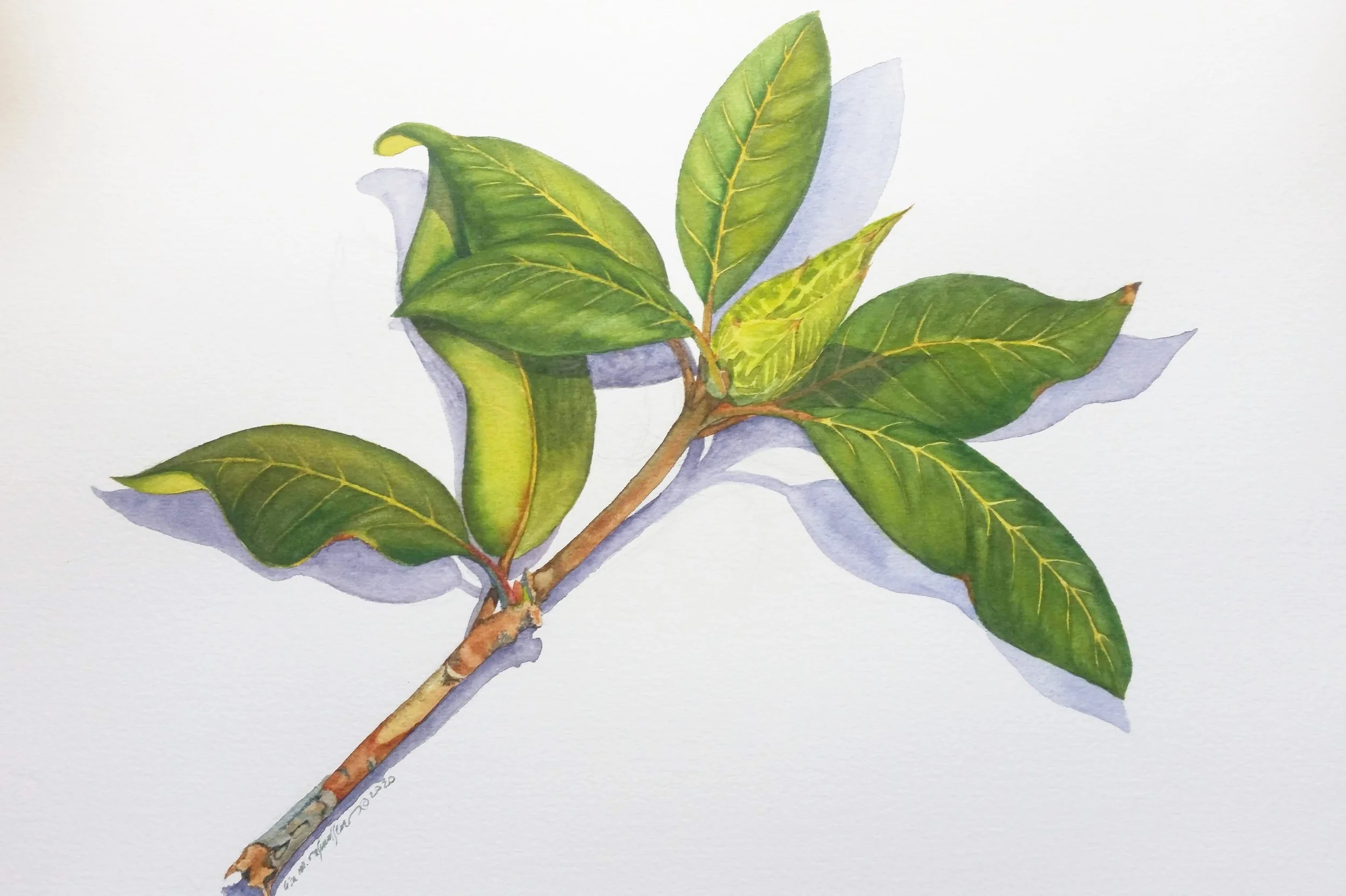 Rhododendron.jpg