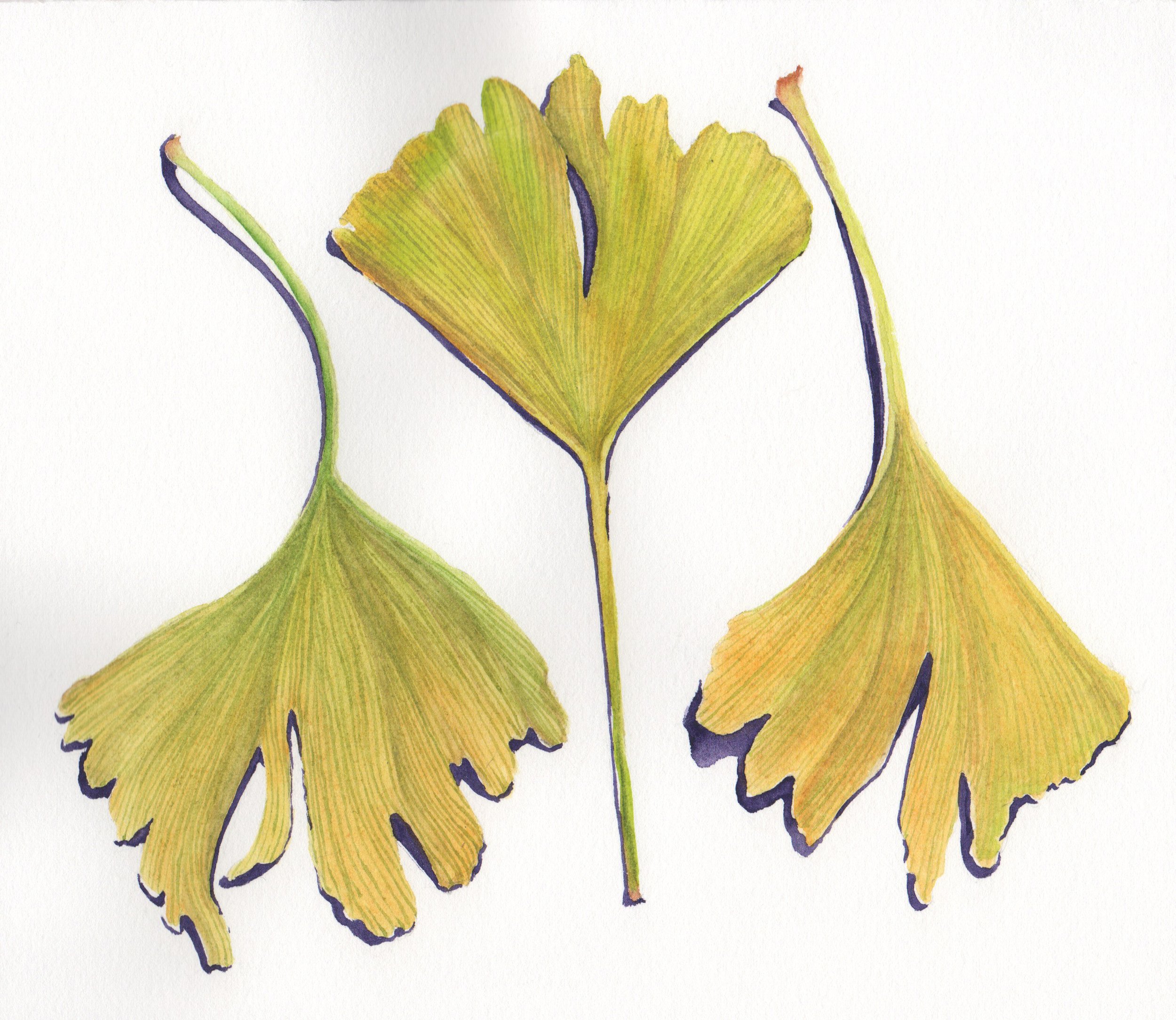 Leaves 4.jpeg