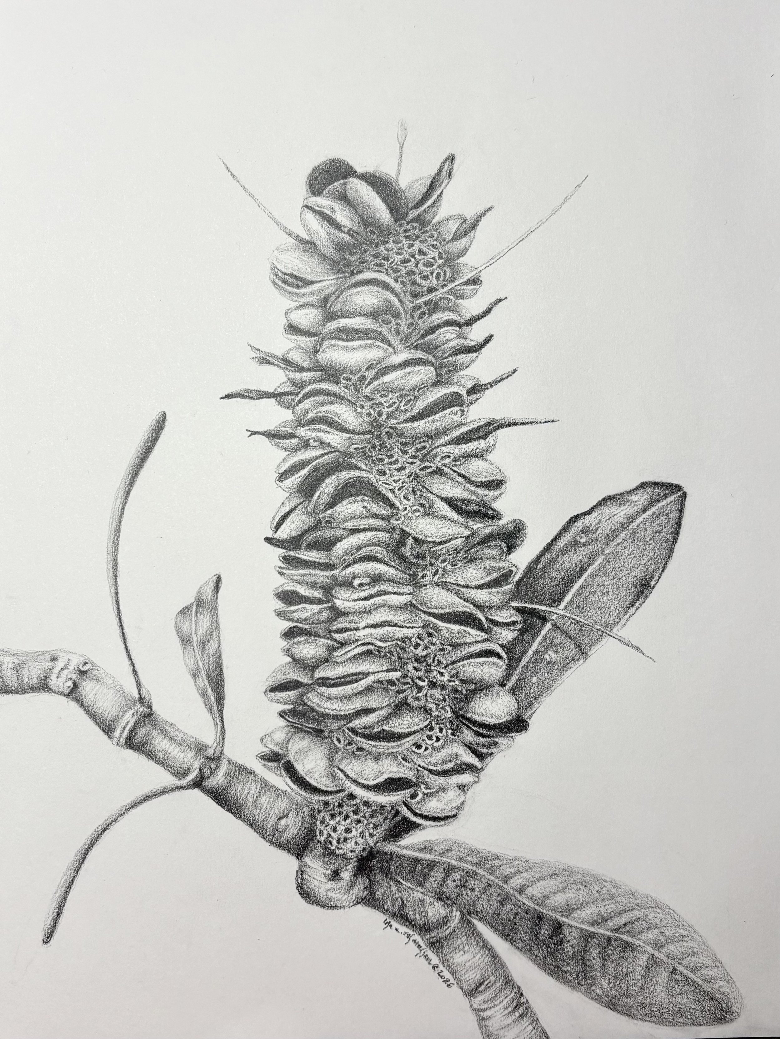 Banksia I.jpg