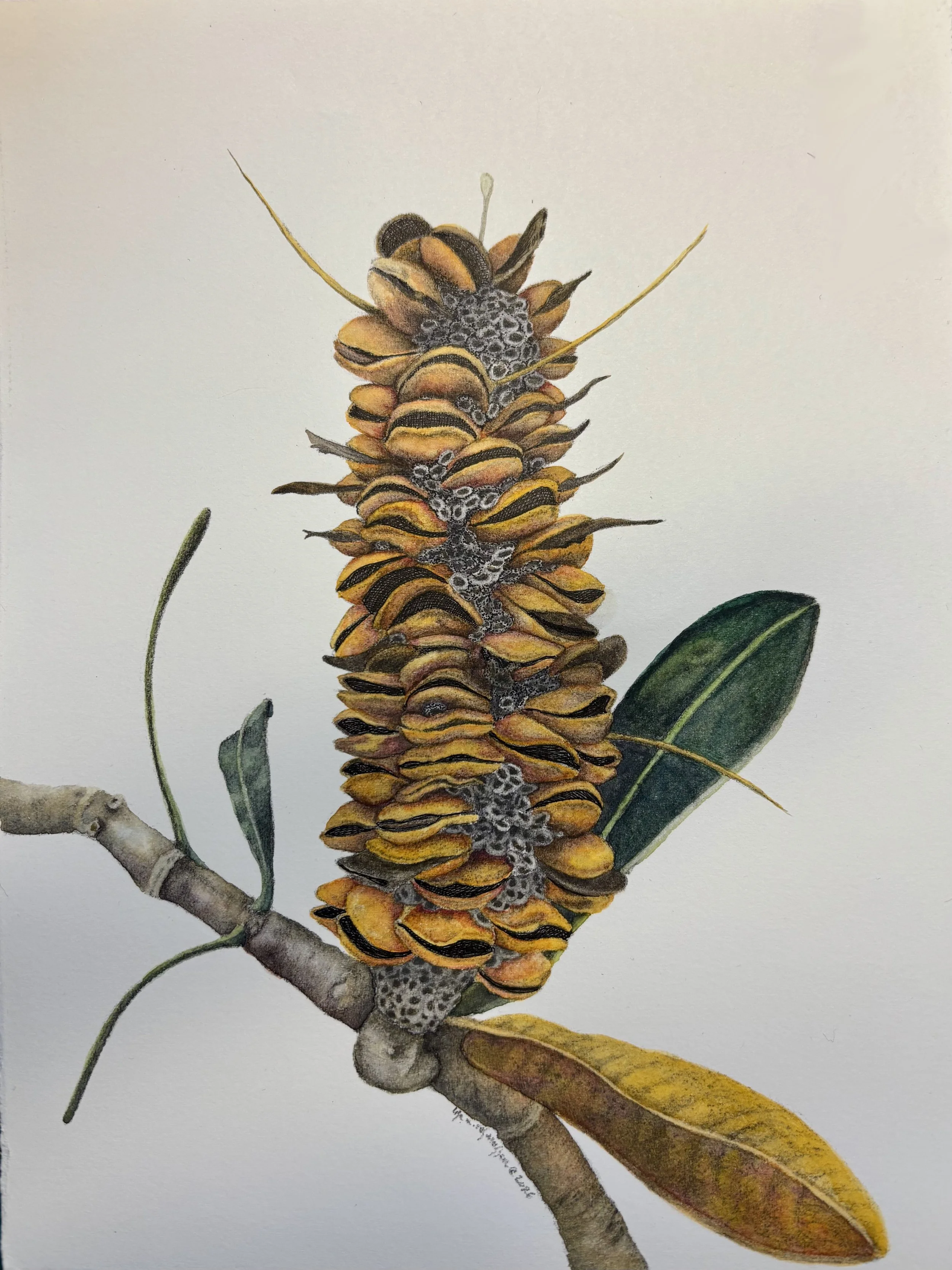 Banksia II.jpg