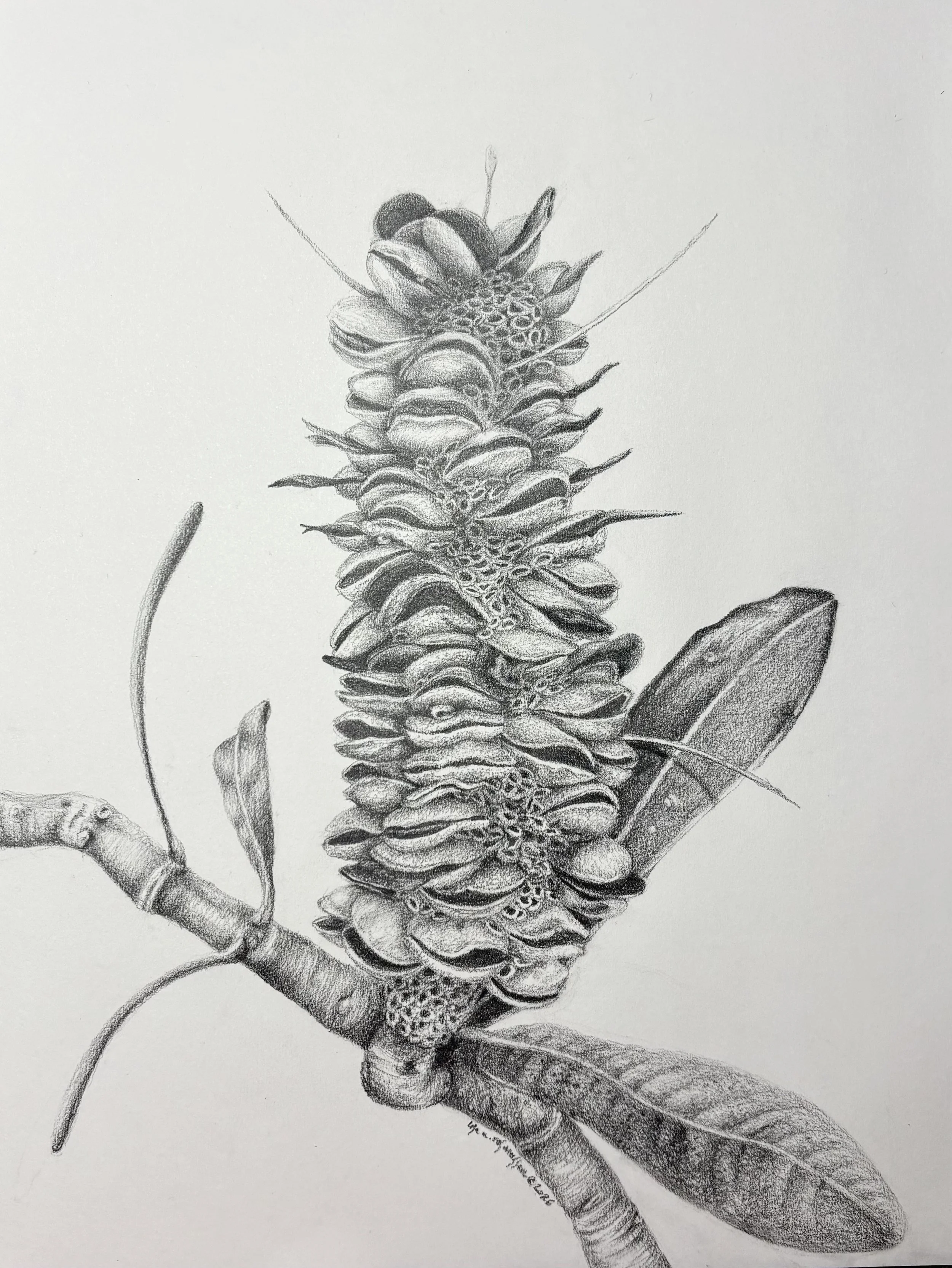 Banksia I.jpg
